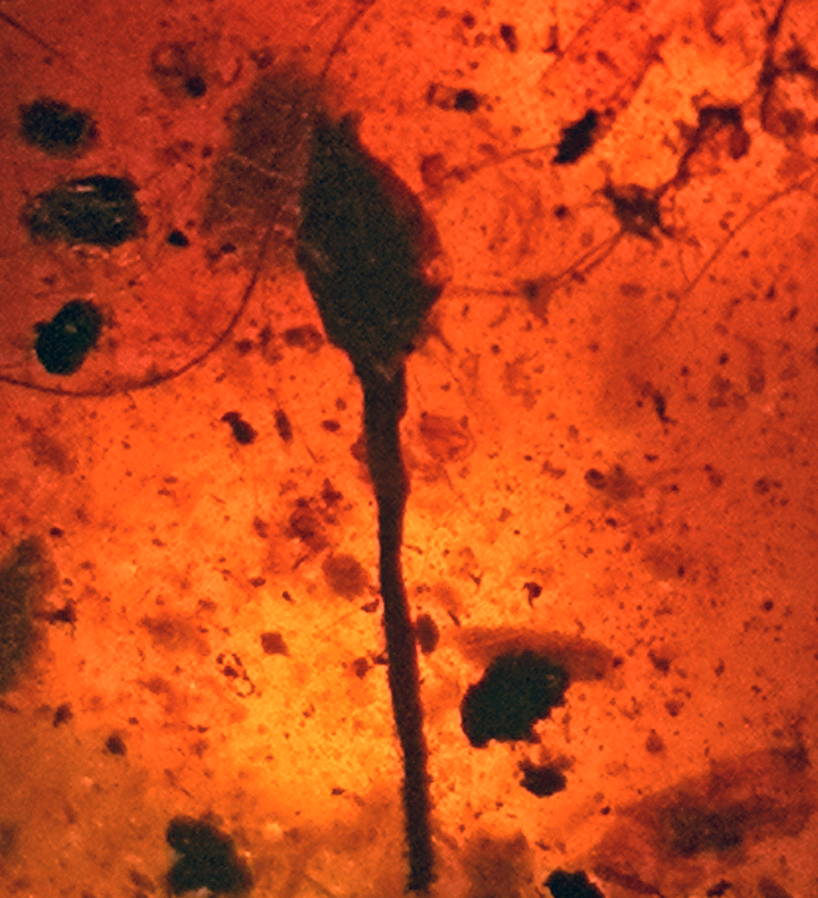 Cretaceous opium flower in amber